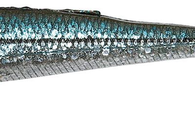 Duckfinshad Kibinago